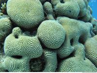 Brain coral Diploria cerebriformis 10